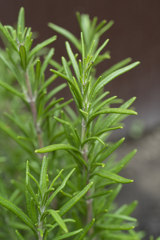 dōTERRA Rosmarin dōTERRA Rosmarin